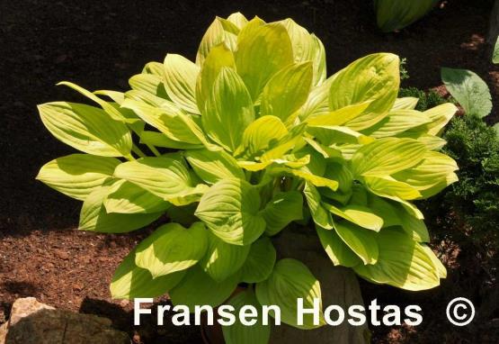 Hosta Blackfoot